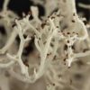 Reindeer lichens are having more sex than expected