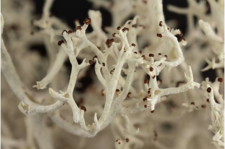 Reindeer lichens are having more sex than expected