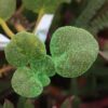 A close up of plant leaves covered in green tinted sand.