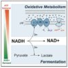 Study sheds light on the longstanding question of why cancer cells get their energy from fermentation