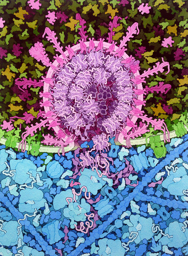 An illustration shows a rupture in the cell membrane made by the spike protein and a long twisted strand of RNA entering the cell cytoplasm
