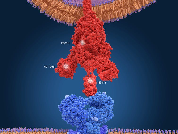 Spike protein interacting with the ACE2 receptor.