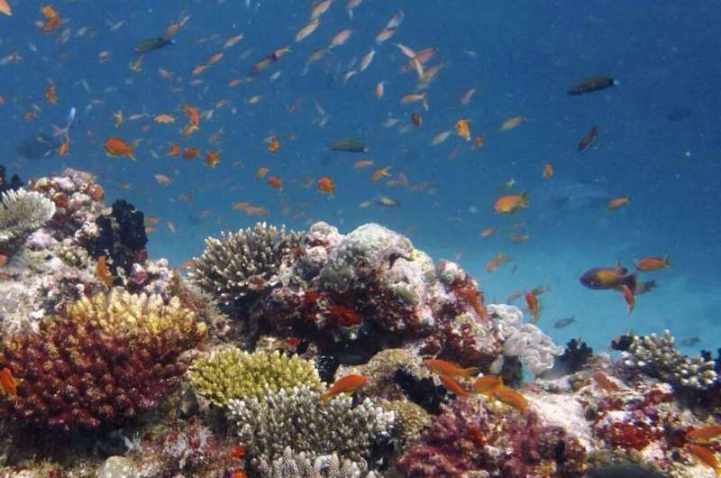 Study reveals energy sources supporting coral reef predators