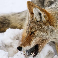 Coyote with prey in mouth
