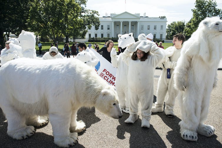 Activists in polar bear costumes outside the White House