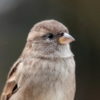 silver-sparrow.jpg