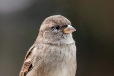 silver-sparrow.jpg