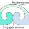 A new bio-inspired joint model to design robotic exoskeletons