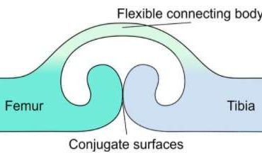 A new bio-inspired joint model to design robotic exoskeletons
