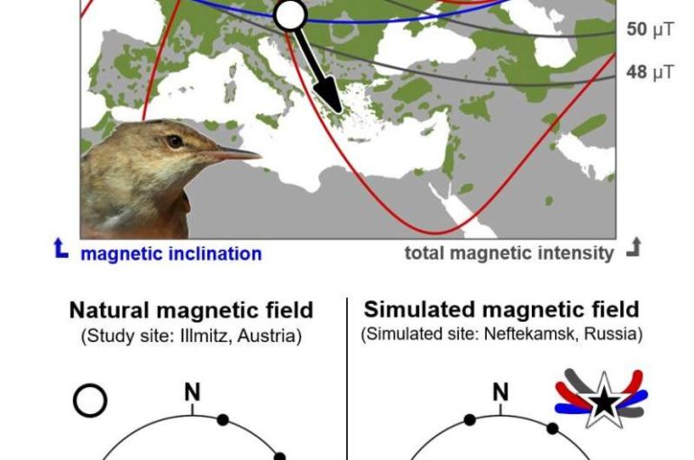 Birds can 'read' the Earth's magnetic signature well enough to get back on course