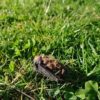 Common pipistrelle bats attracted to wind turbines