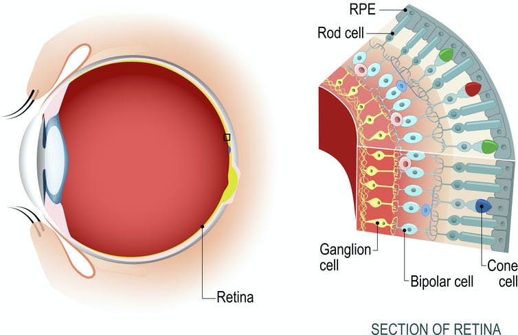 cross section of retina with different cell types
