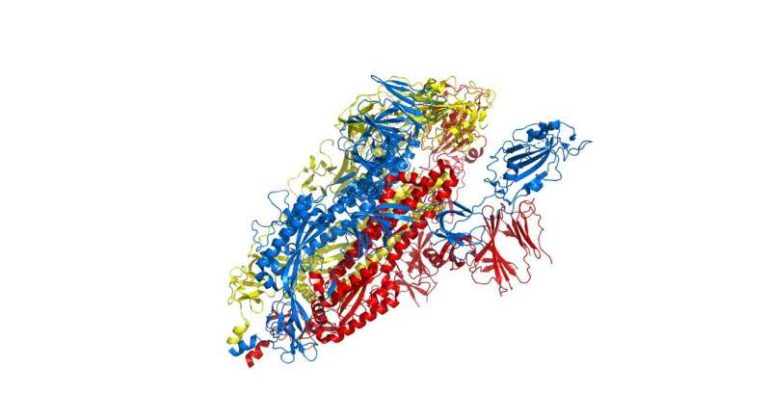 Covid-19: Future targets for treatments rapidly identified with new computer simulations