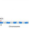 Genetic study of Lewy body dementia supports ties to Alzheimer's and Parkinson's diseases