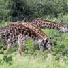 Friends matter: Giraffes that group with others live longer