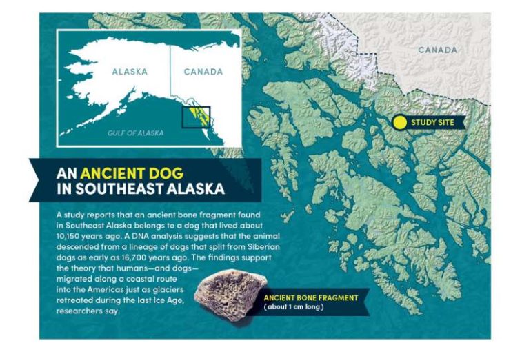 How did dogs get to the Americas? An ancient bone fragment holds clues