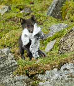 brownish arctic fox with bird in mouth