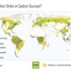 NASA satellites help quantify forest impacts on the global carbon budget