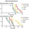 Nanomedicine activation profile determines efficacy depending on tumor c-Myc expression