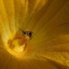 Pesticide imidacloprid threatens future for key pollinator