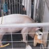 Pigs show potential for 'remarkable' level of behavioral, mental flexibility in new study