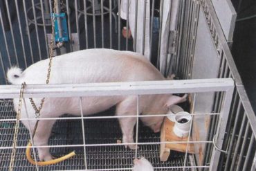 Pigs show potential for 'remarkable' level of behavioral, mental flexibility in new study