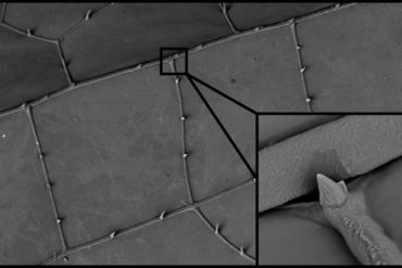 Research team develops joint splints for sports and medicine inspired by dragonfly wings