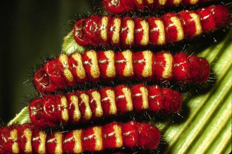 Scientists discover how a group of caterpillars became poisonous