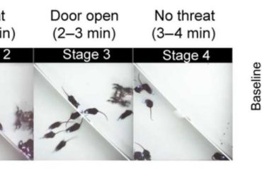 Flickering the neural activities with LED lights