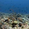 Study reveals energy sources supporting coral reef predators