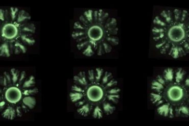 Synthetic biology reinvents development