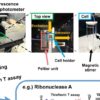 Supersaturation: the barrier between protein folding and misfolding