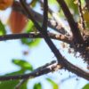 Trunk and branches of cacao tree covered in tiny flowers.