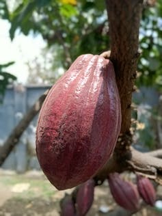 Close-up of cacao pod on a tree.
