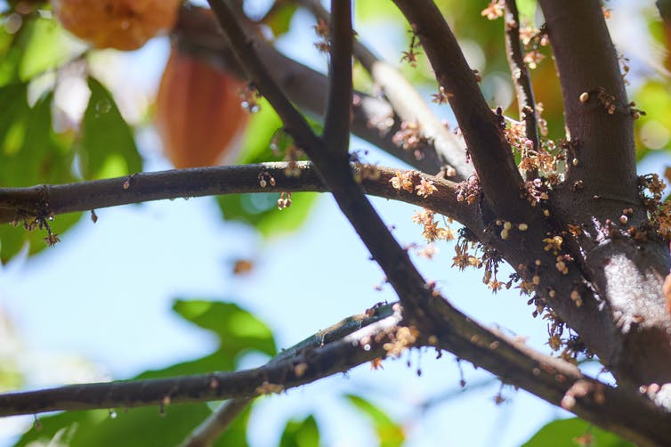 Trunk and branches of cacao tree covered in tiny flowers.