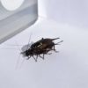 Traffic noise makes mating crickets less picky