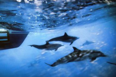 Under the sea, humans have changed ocean sounds