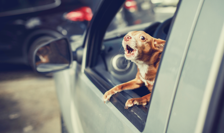 A small dog inside a car barks from the driver's side window, which is open.