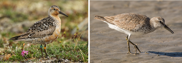 Side-by-side photos of a red knot in summer plumage in the Arctic and in winter plumage in Mexico.