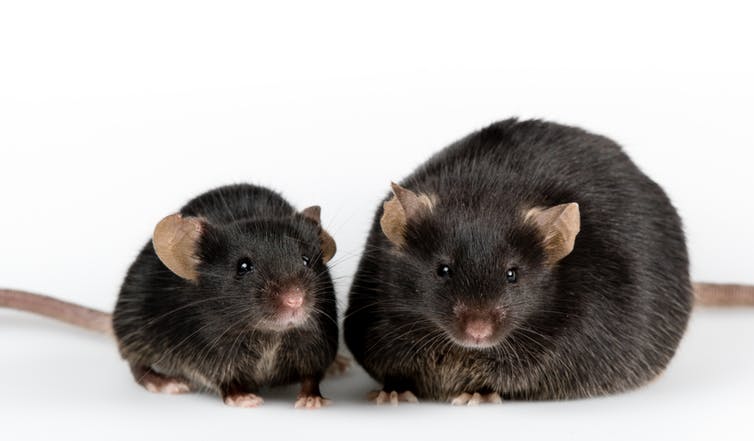 A fat black mouse and a skinny black mouse standing next to each other.