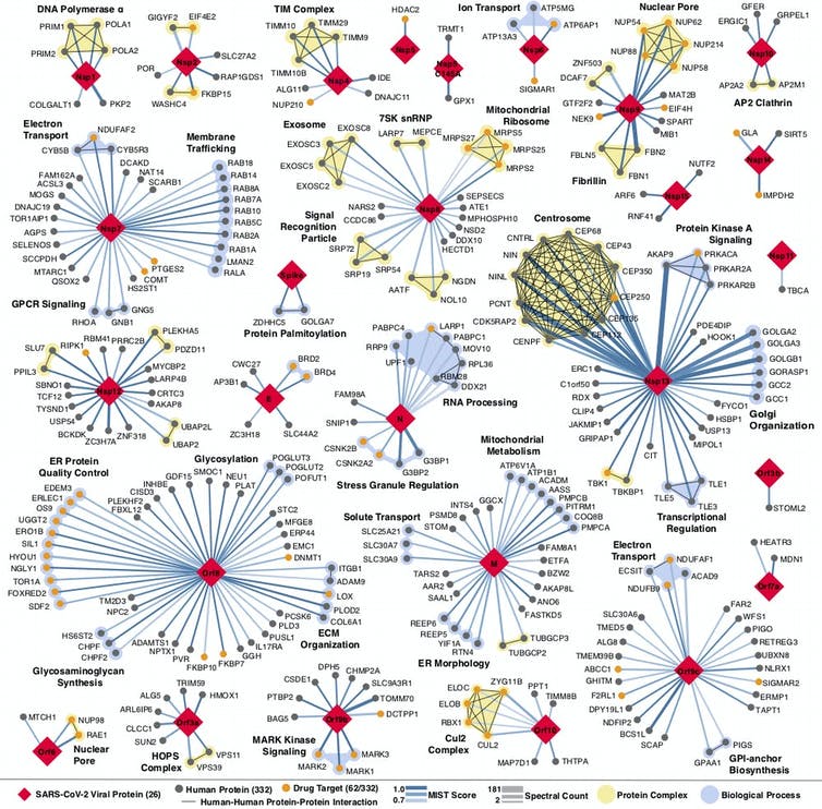 A map showing proteins connections.