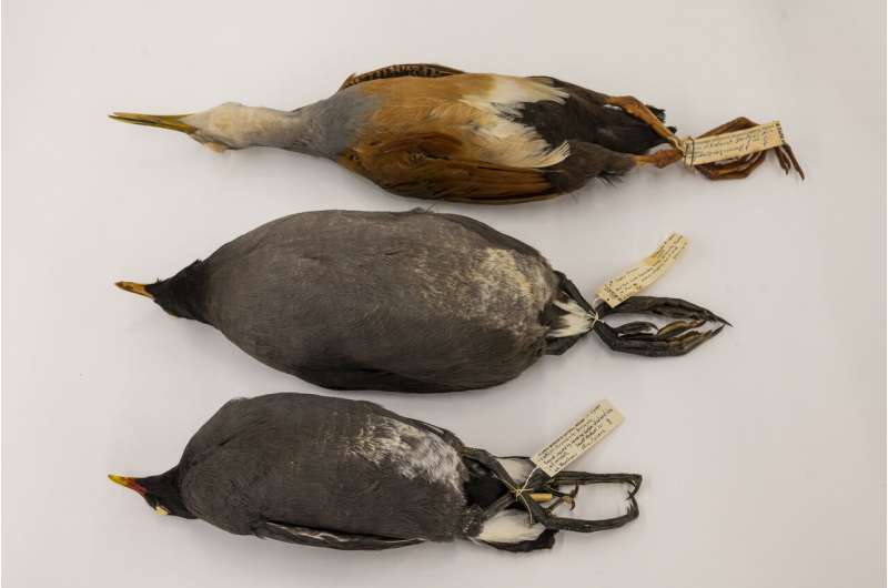 Extinct Caribbean bird's closest relatives hail from Africa, South Pacific