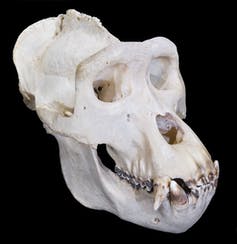 A gorilla skull showing the tall saggital crest on top.