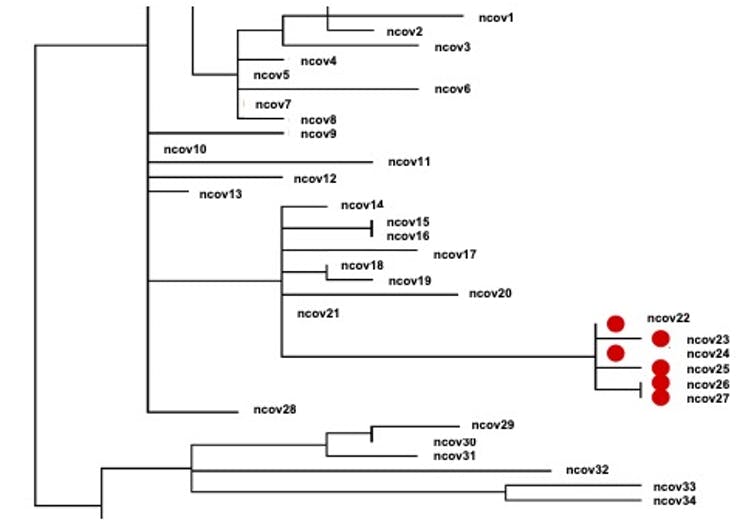 phylogenetic tree of SARS-CoV-2 from COVID-19 patients