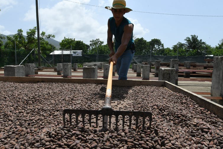 A man in a hat rakes a large tray of drying cacao seeds