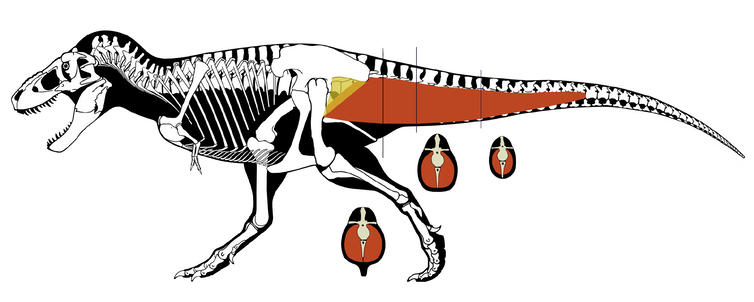An image of a Tyrannosaurus rex showing large tail muscles connecting to the upper leg and hip.