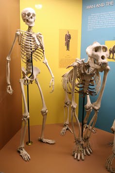 An upright human skeleton next to a gorilla skeleton on all fours.