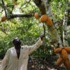 man reaches up toward pods growing from trunk of cacao tree