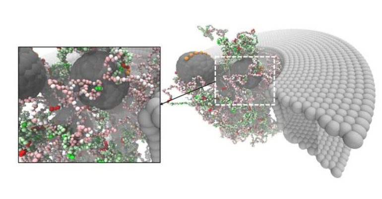 'Designer' pore shows selective traffic to and from the cell nucleus