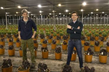 Drones vs hungry moths: Dutch use hi-tech to protect crops